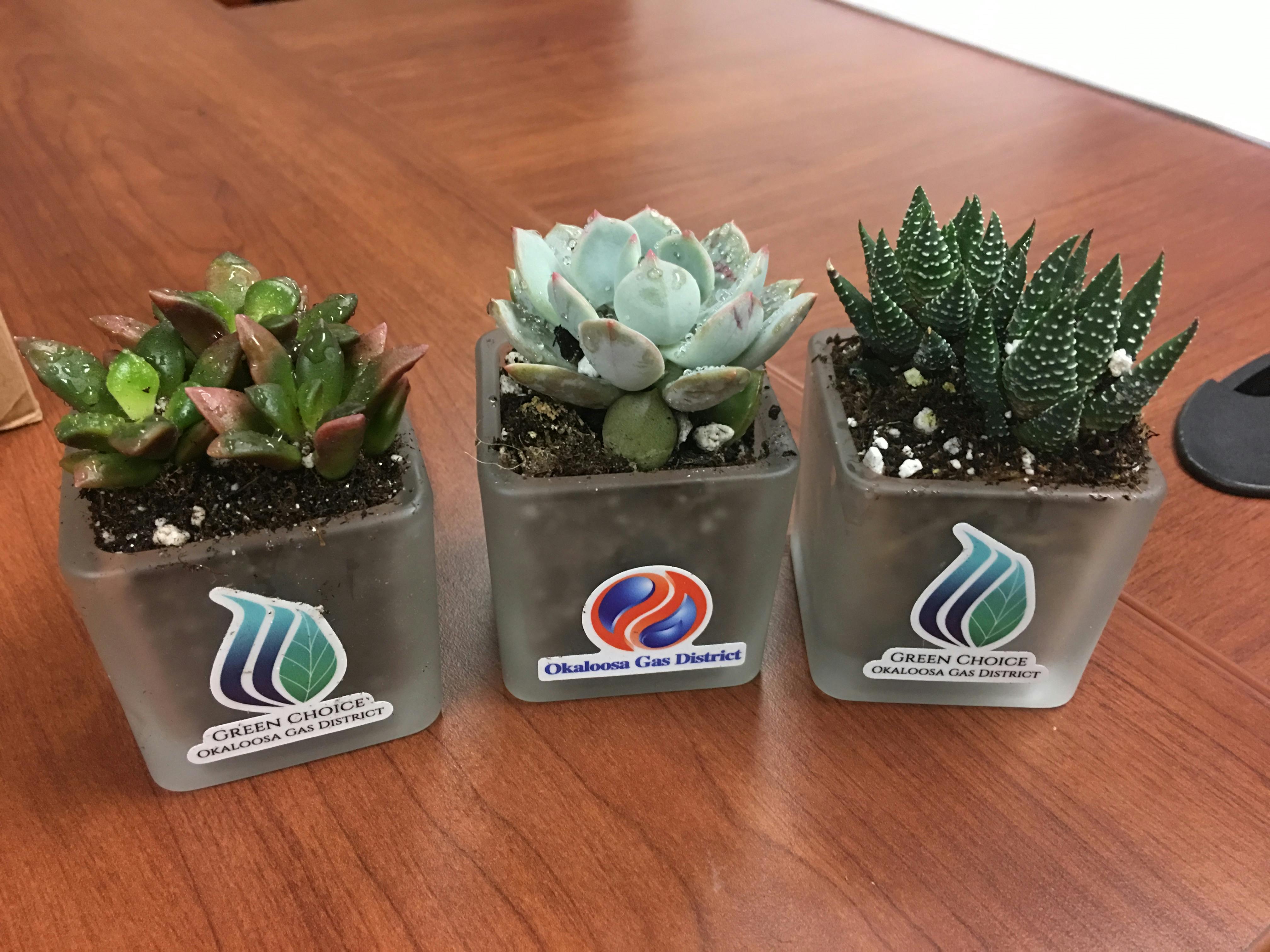 2" Assorted Succulent Wedding Succulent Favors for Sale Bulk Succulents